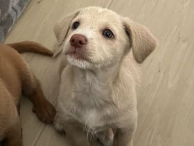 kleiner Welpenjunge sucht Zuhause...