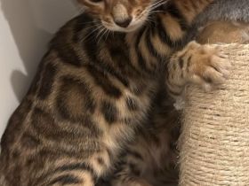 Hübscher Bengal Junge