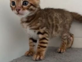 Hübscher Bengal Junge