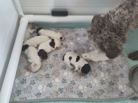 Lagotto Romagnolo Welpen