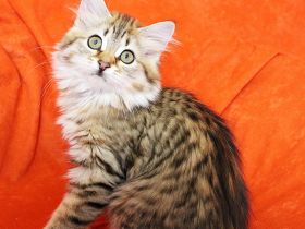 Sibirische Katzenkinder ab sofort abzugeben