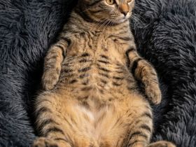 😻♥️ Katerchen Apollo sucht liebe Familie 😻♥️
