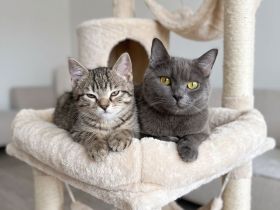 😻♥️ Kitten & die Mama suchen liebevolles Zuhause 😻♥️