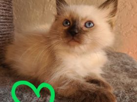 2 Ragdoll Katerchen mit Stammbaum