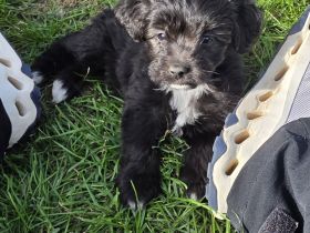Miniaussiedoodles F1