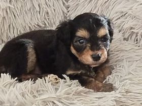 Miniaussiedoodles F1