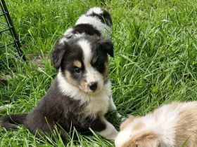 Australian shepherd bordercollie welpen