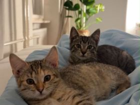 Zwei liebe vier Monate alte Hauskatzen suchen ein Zuhause