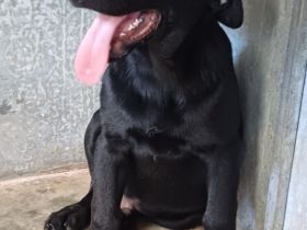 COLE, männlicher Springer-Mix