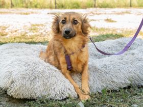 Hazel sucht liebevolle Familie...