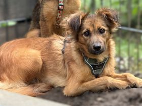 Hazel sucht liebevolle Familie...