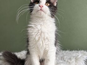 4 Wunderschöne Maine Coon Kitten