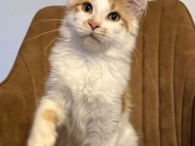 4 Wunderschöne Maine Coon Kitten