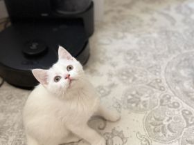 der letzte Schatz ist noch auf der Suche -BKH Kitten