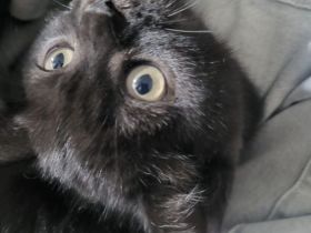 Süßer kater sucht neues zuhause- ab sofort abholbar