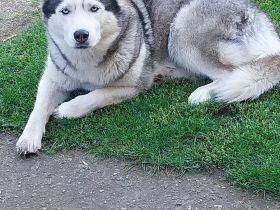 Liebe Husky - Hündin sucht neues Zuhause