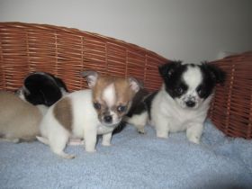 Chihuahua Welpen
