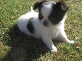 Chihuahua Welpen