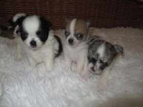 Chihuahua Welpen