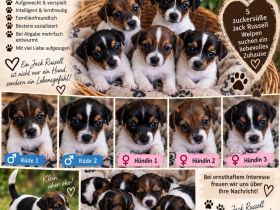 Jack Russel Terrier
