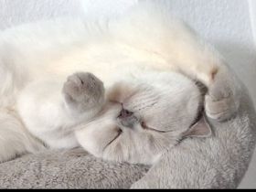 Britisch Kurzhaar Katze in liebevolle Hände abzugeben