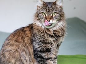 Eine junge Katze Kate mit einem buschigen Schwanz