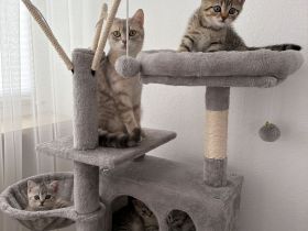 Süße Katzenbabys suchen ein liebevolles Zuhause auf Lebenszeit