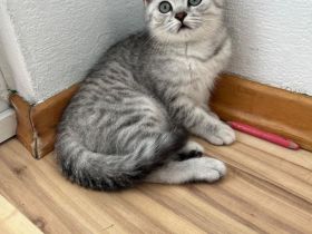 Süße Katzenbaby sucht ein liebevolles Zuhause auf Lebenszeit