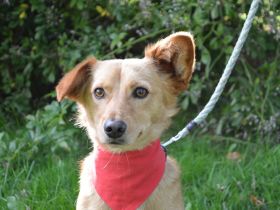 SVONKI, Dackel/Sheltie Mischling (kastriert) SGB 595,00 €