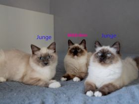 Reinrassige Heilige Birma Kitten