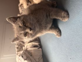 Liebevolle BKH-Kitten suchen ihr Zuhause