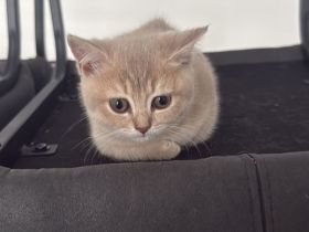 7 süße kitten suchen ein Zuhause