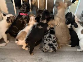 Französischer Bulldoggen Welpen
