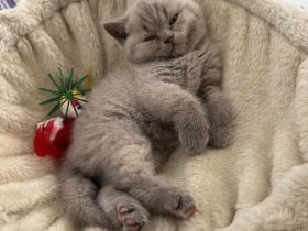 Bkh kitten geboren 27.7.26 in lilac/creme tortie