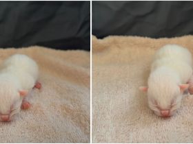 6 süße EKH BKH-Mix Kitten suchen ein liebevolles Zuhause