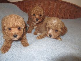 Maltipoo Welpen