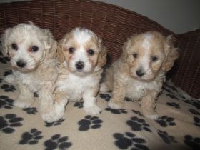 Maltipoo Welpen