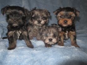 Yorkshire Terier, Black and tan und Merle Welpen