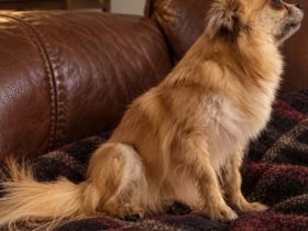 Liebevolle Langhaar-Chihuahua-Hündin Lulu sucht ein neues Zuhause
