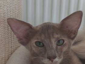 OLH lilac tortie 9 Monate