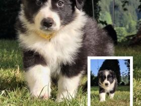 Border Collie Welpen