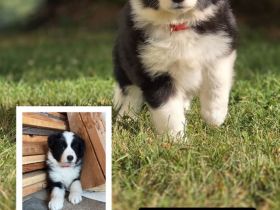 Border Collie Welpen
