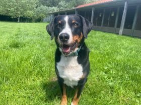 Luc, Appenzeller Sennenhund, geb. 2019, sucht hundeerfahrene Menschen