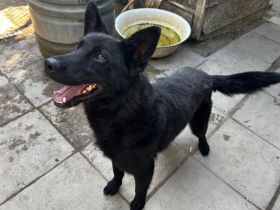 Dodo - ist ein lieber und ausgeglichener Hund