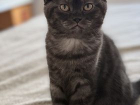 3 süße BKH Kitten Mädchen – 12 Wochen – suchen ein liebevolles Zuhause
