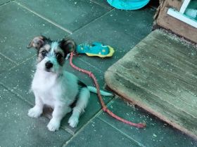 Coco und Piri - werden getrennt vermittelt und sind zuckersüss