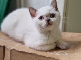 1 süßer BKH Katerchen