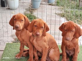 3 Wundervolle Rüden