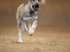 Tschechoslowakischer Wolfshund,FCI/VDH,Welpe