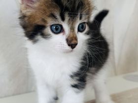 Sibirische Katze / Kater sucht ein Zuhause